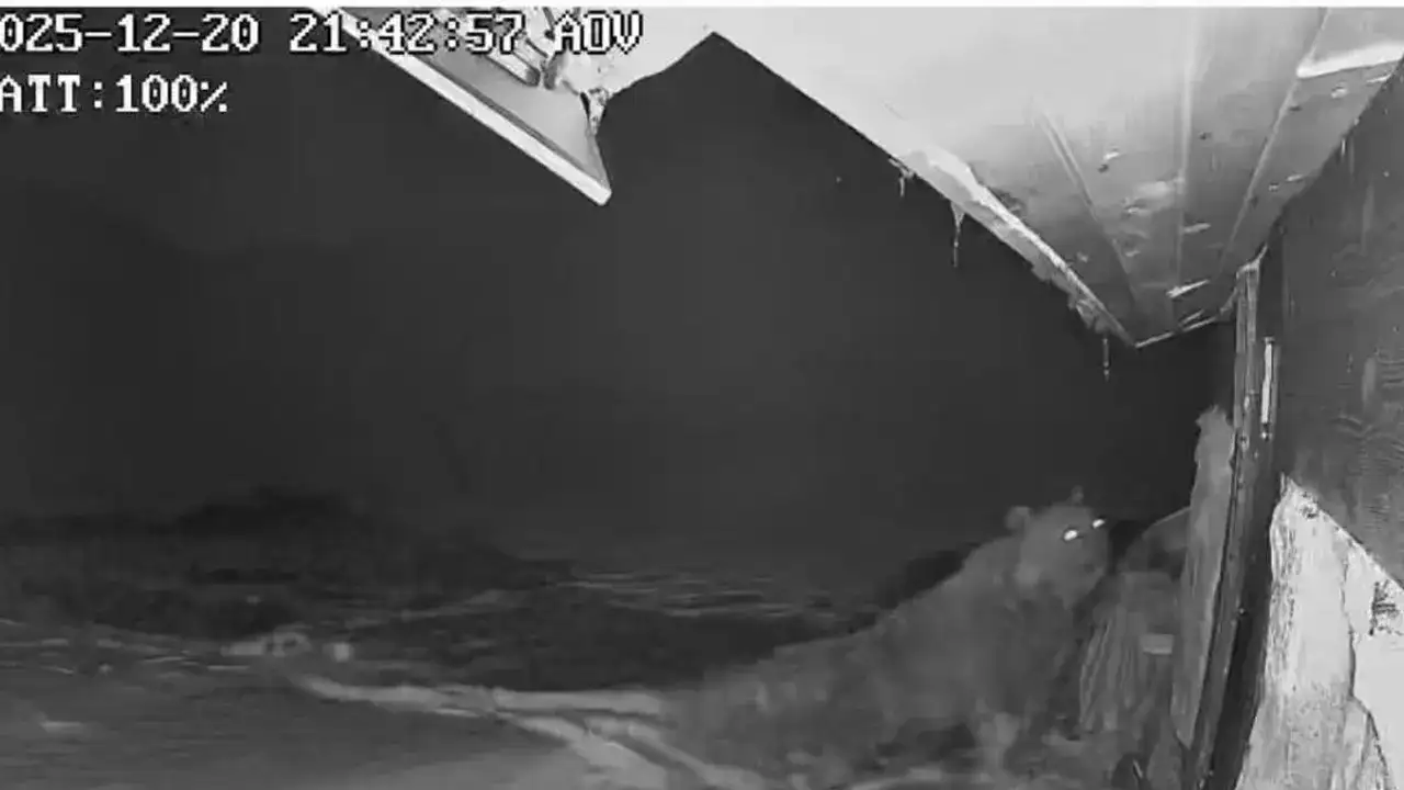 Ayılar kış uykusuna yatmadı: Çelik kapıyı bile kırdı