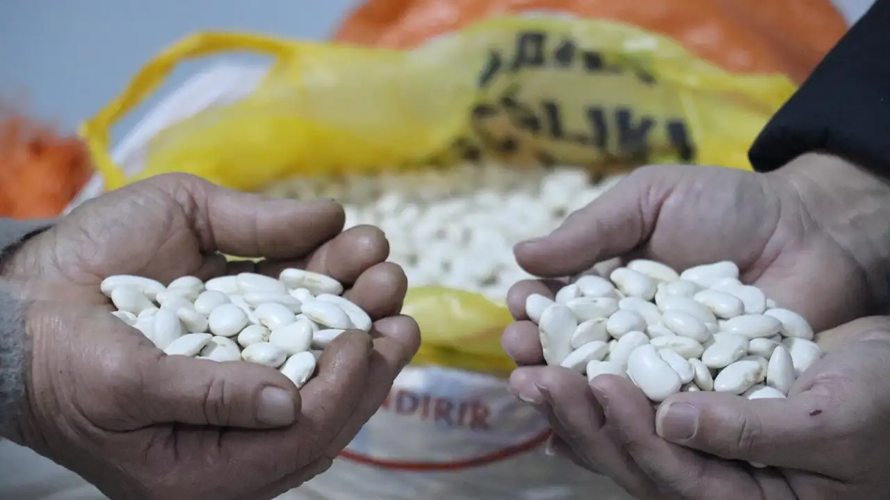 Ordu’da üretici kazandı: Çoban fasulyesi kilogramı 300 liradan alındı