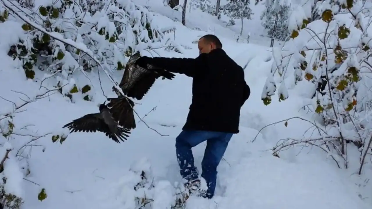 Giresun’da yoldan geçenler fark etti: Atmacaya yakalanan karga kurtarıldı