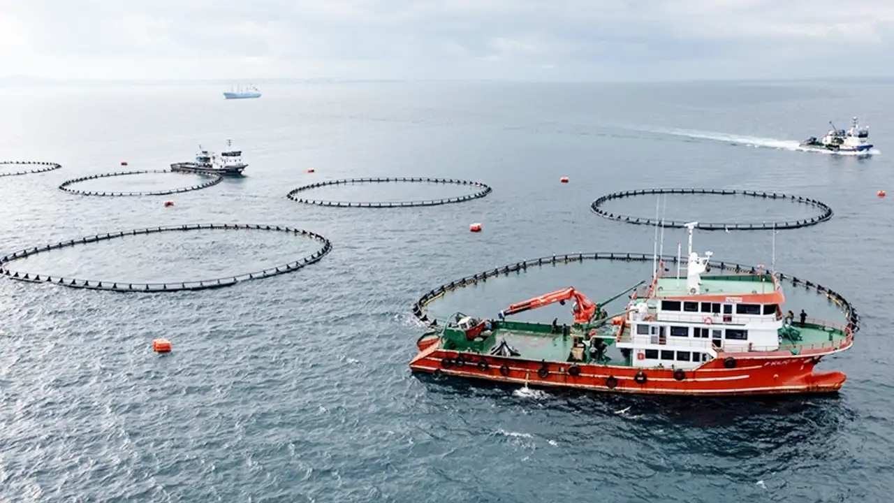 Türk somonunda büyük hedef: İhracat geliri milyar dolara koşuyor