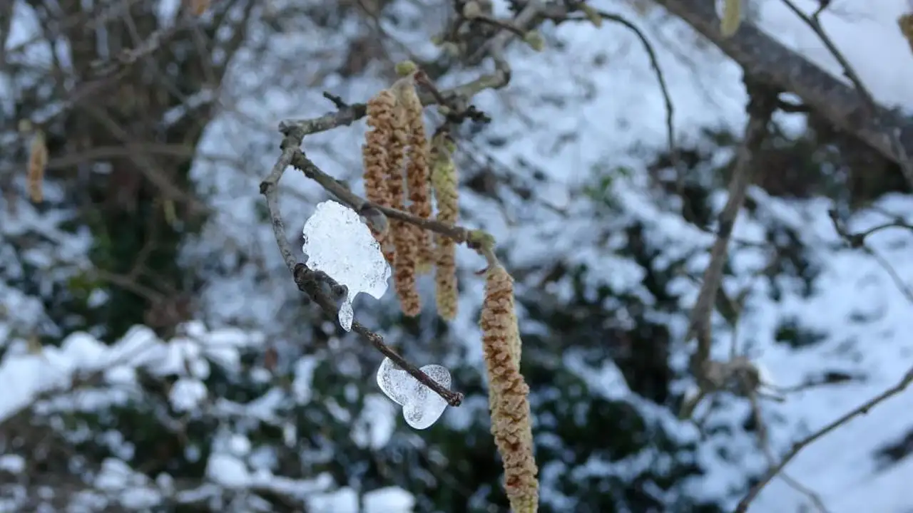 Karadeniz’de kar yağışı fındığa can verdi: Soğuklama dönemi başladı