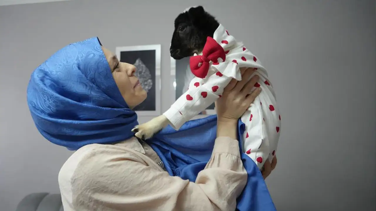Samsun'da annesi ölen kuzuya evinde bebek gibi bakıyor
