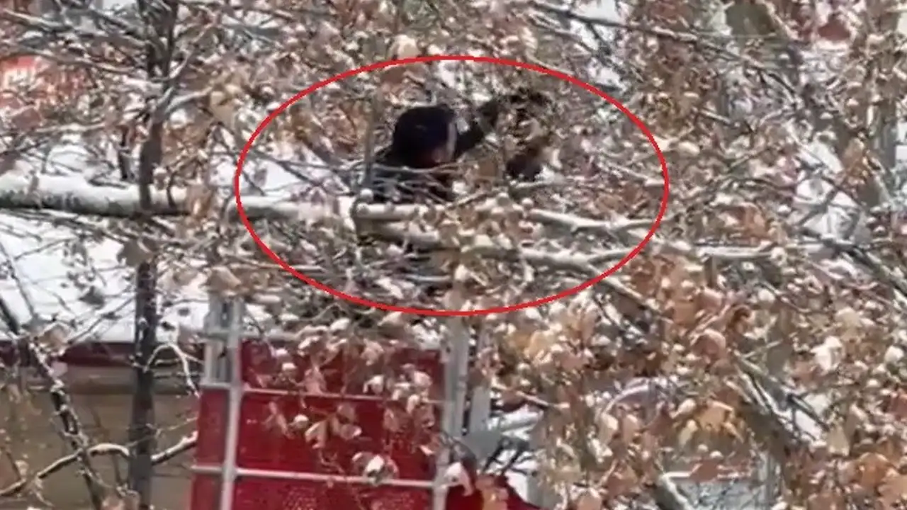 Bayburt’ta ağaç dallarına takılan karga kurtarıldı