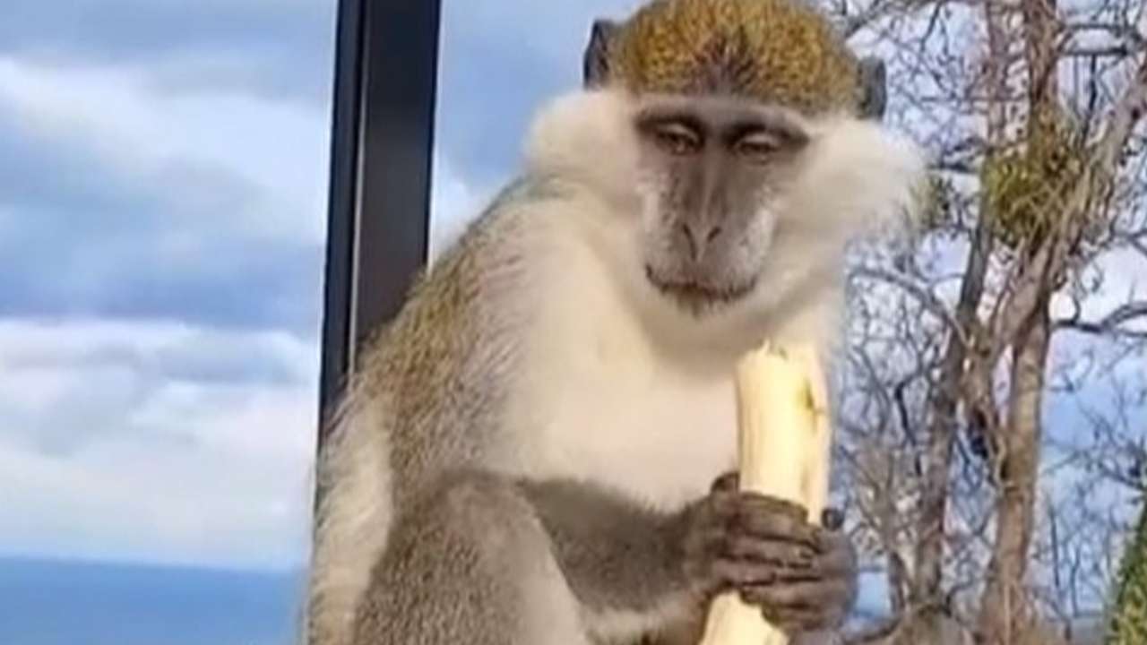 Giresun'da firari maymun alarmı: Balkonda muz yerken yakalandı