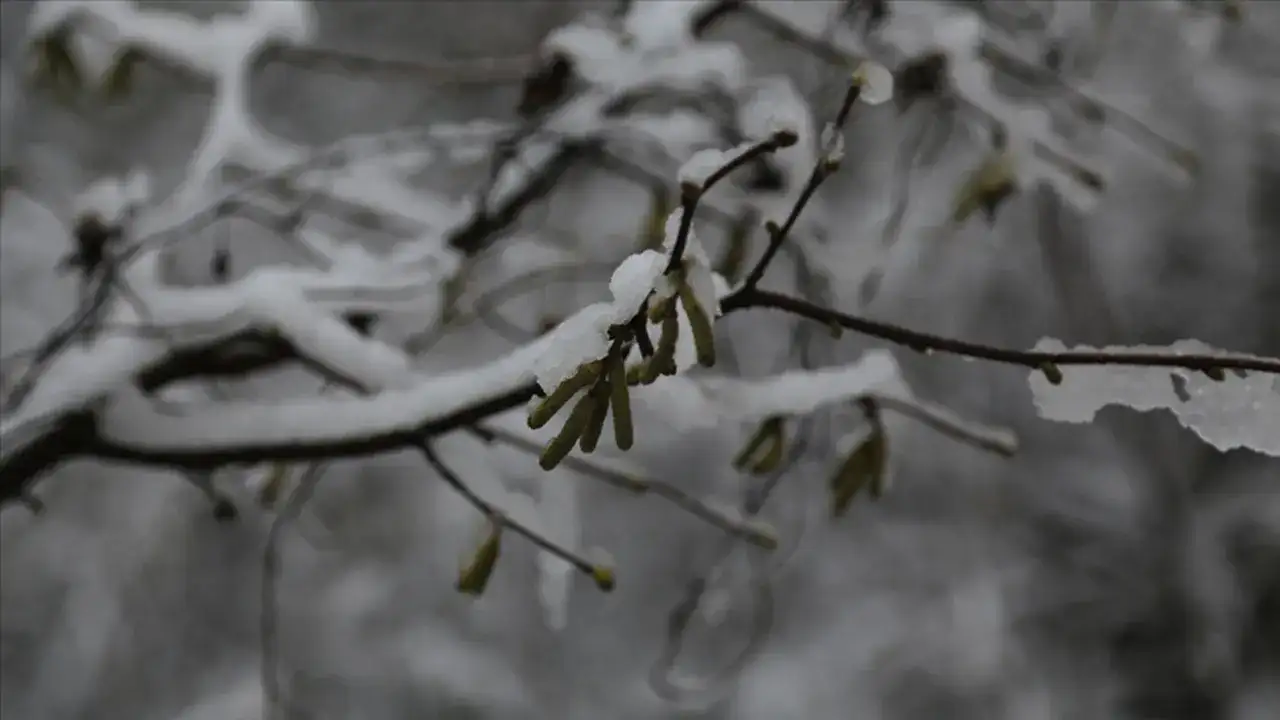 Trabzon’da kar fındığa yaradı: “Verimli geçecek”