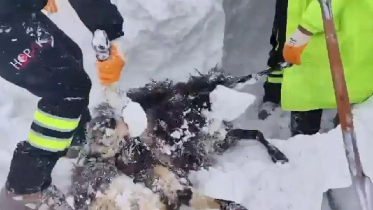 Artvin’de çığ felaketi: Arama çalışmaları ikinci gününde