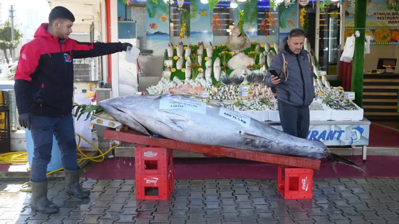 Samsun Atakum’da dev orkinos şaşkınlığı: 353 kiloluk balık tezgahta