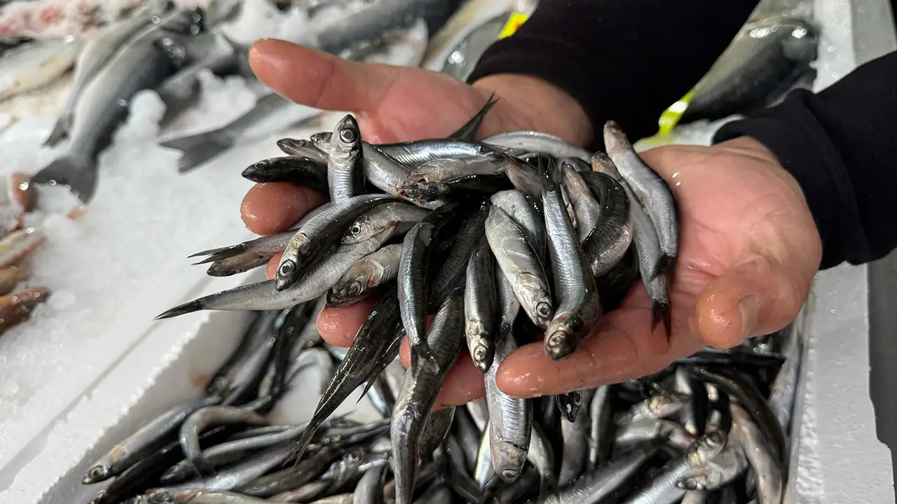 Hamsi avı neden düştü? Uzmandan Karadeniz için çarpıcı açıklama