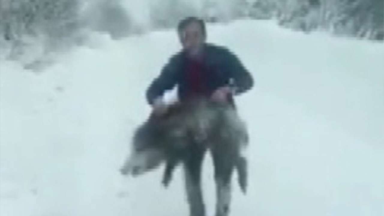 Bölgemizde şaşkınlık yaratan görüntü: Yaban domuzunu elleriyle yakaladı