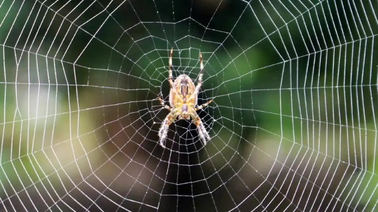Rüyada örümcek görmek ne anlama gelir? Rüyada örümcek görmek neyin habercisidir?