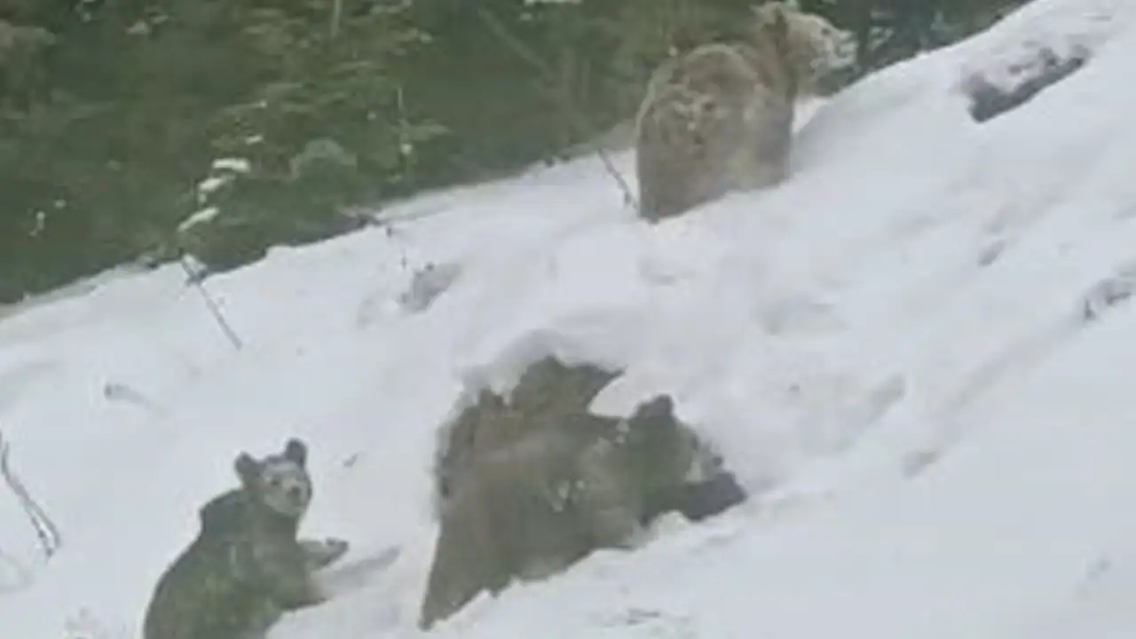 Artvin’de kış uykusu bozuldu: 4 boz ayı karayolunda görüntülendi