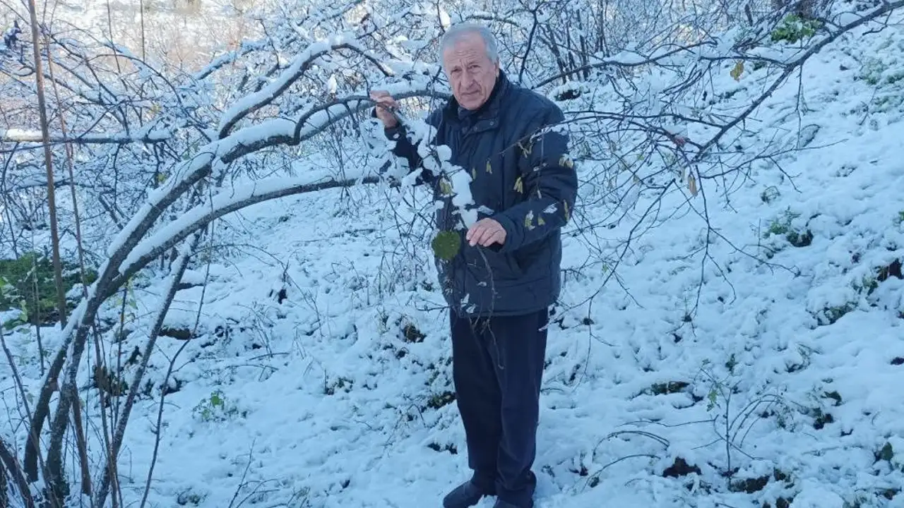 Giresun’da mevsiminde yağan kar fındık üreticisini sevindirdi: Rekolte beklentisi arttı