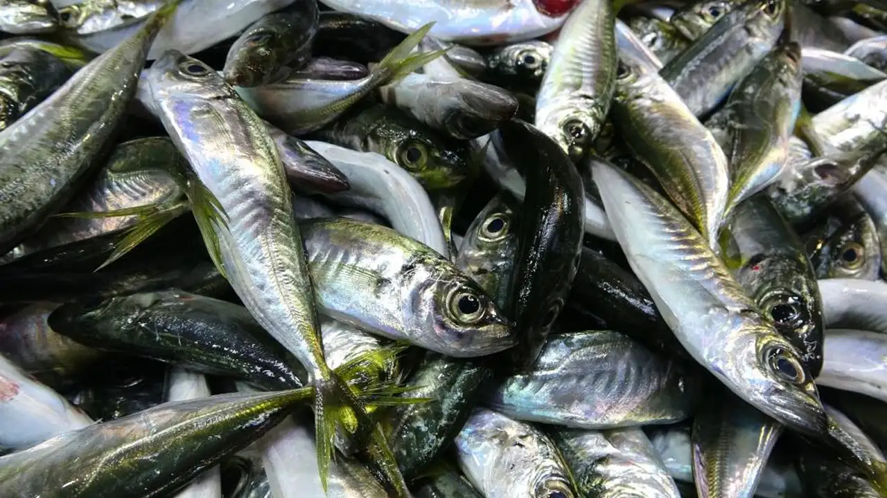 Gürcistan umudu boşa çıktı: Hamsi avı beklentiyi karşılamadı