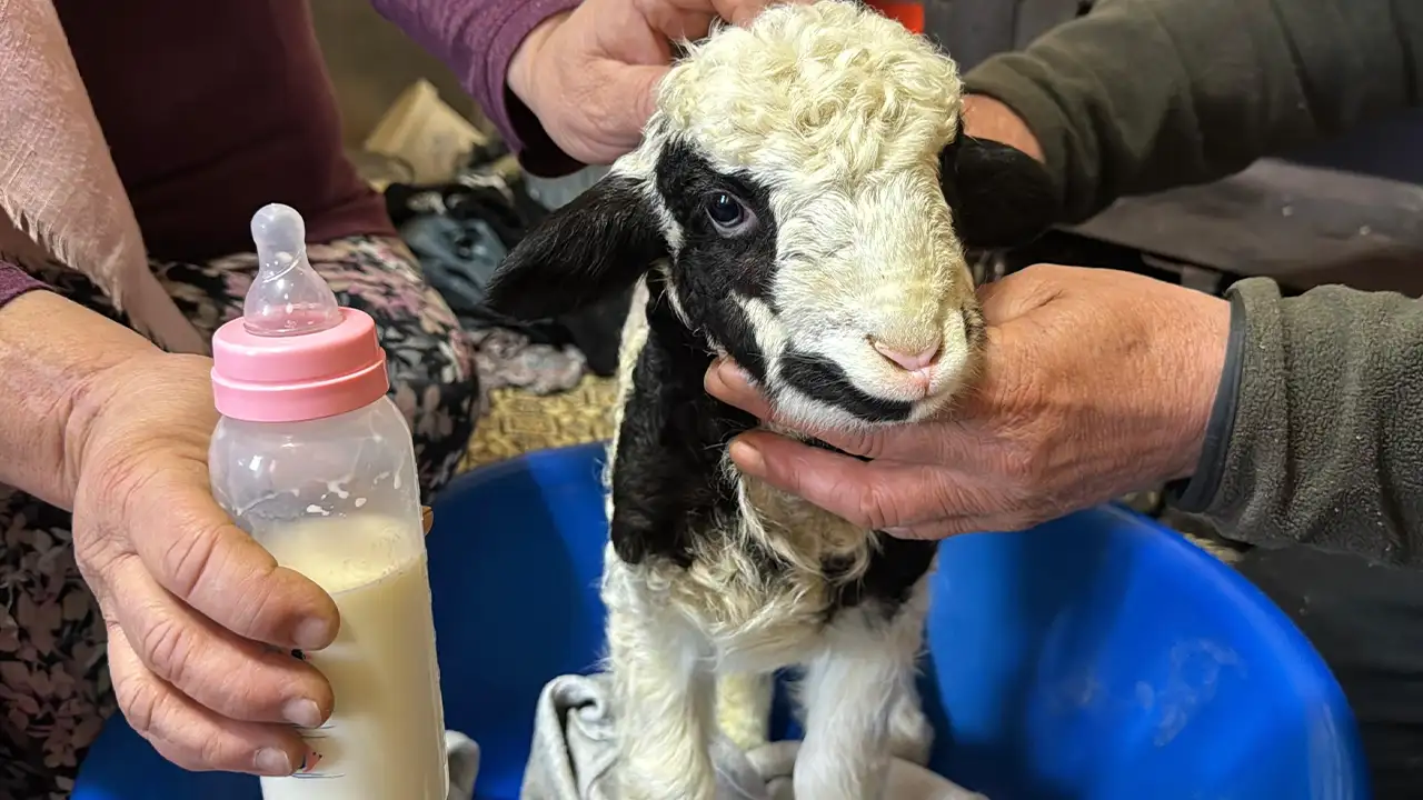 Ordu'da kuzuya evde bebek gibi bakıyorlar: Biberonla besleniyor