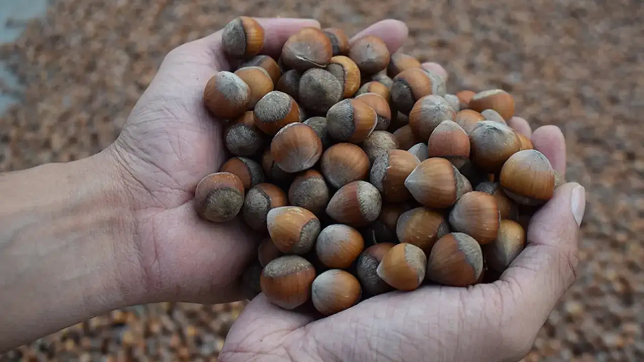 Trabzon fındıkta frene bastı: İhracat geliri yüzde 34 eridi