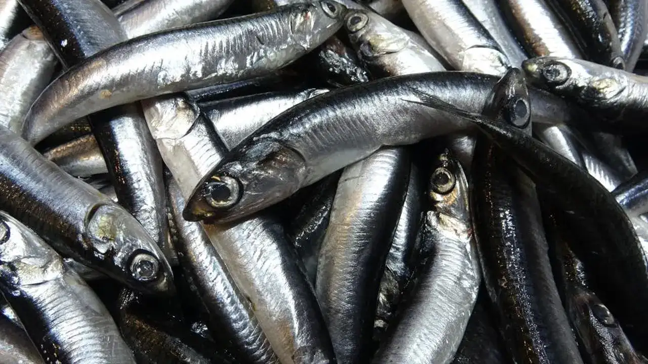 Hamside Trabzon imzası: Karadeniz'den Avrupa'ya