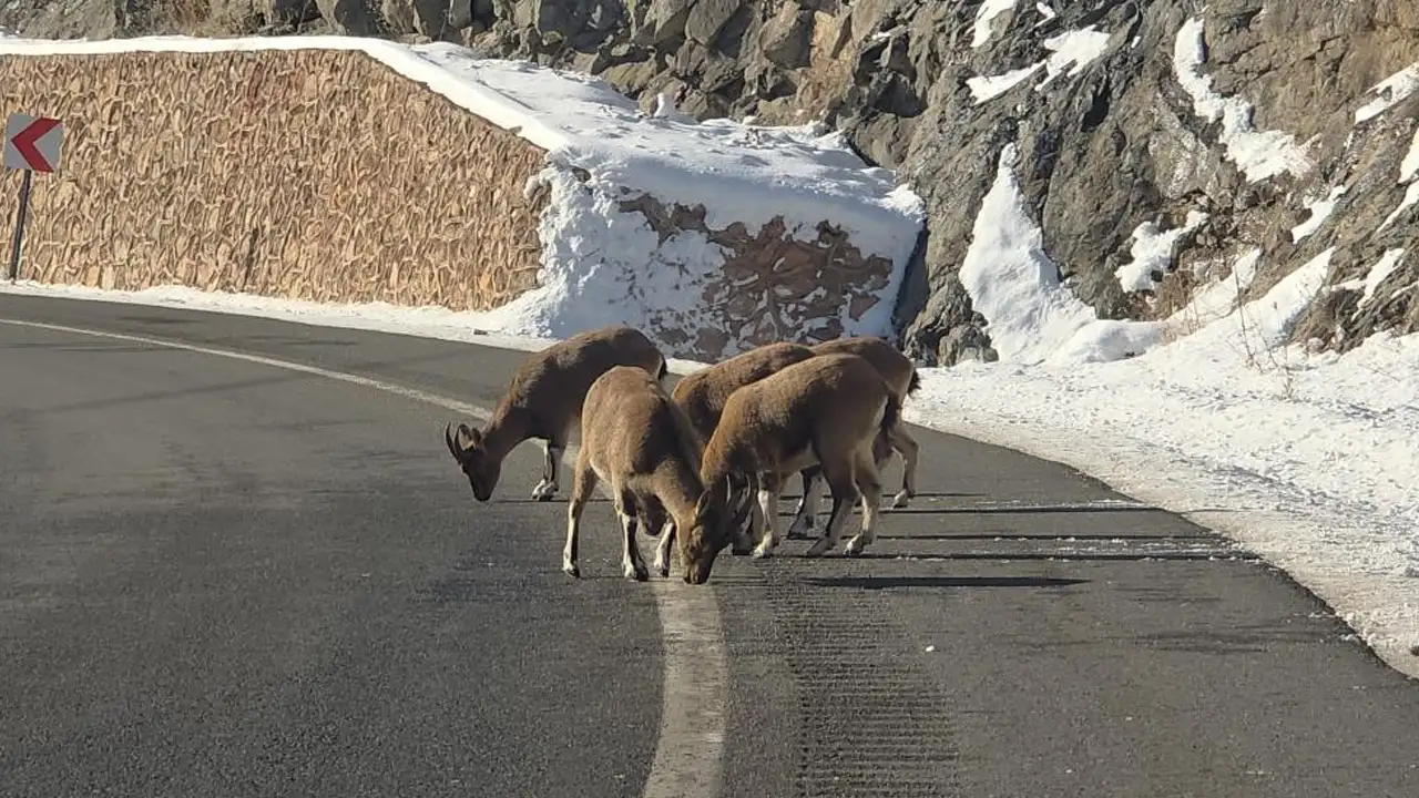 Bayburt'ta araçtan izlediler: Vauk Dağı’nda dağ keçileri görüntülendi