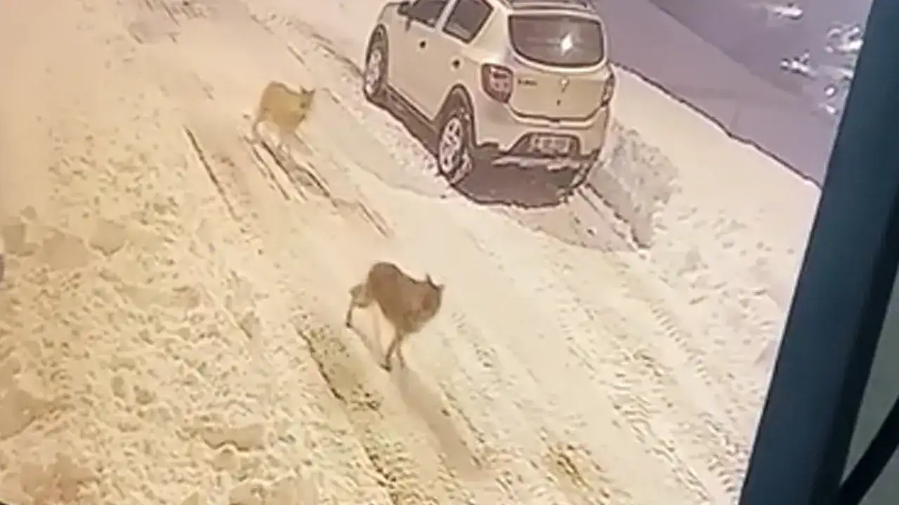 Şalpazarı'nda kurt sürüsü köye indi: Gece kameralarına yansıdı