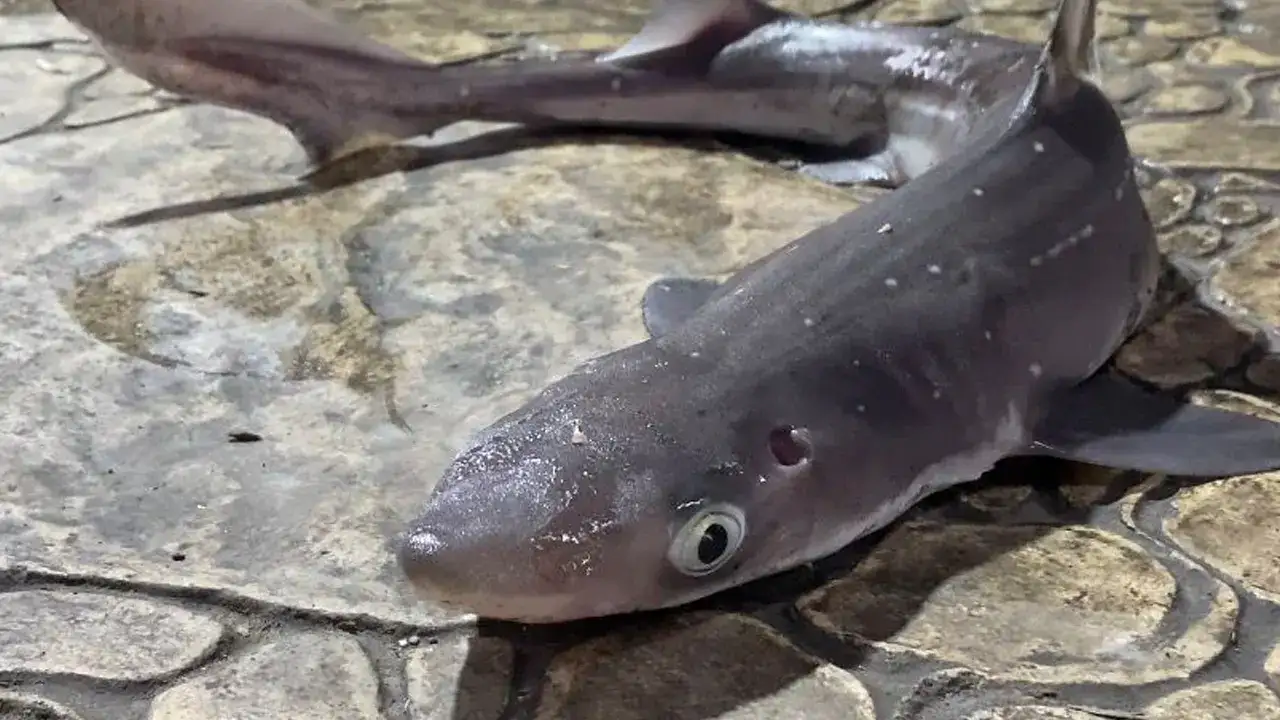 Karadeniz’de büyük tehlike: Köpek balıkları balıkçıların oltalarına takılmaya başladı