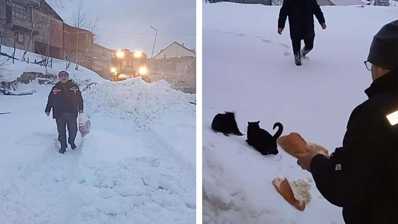 Giresun’da karla kaplı yaylalarda can dostlar unutulmadı: Başkan harekete geçti