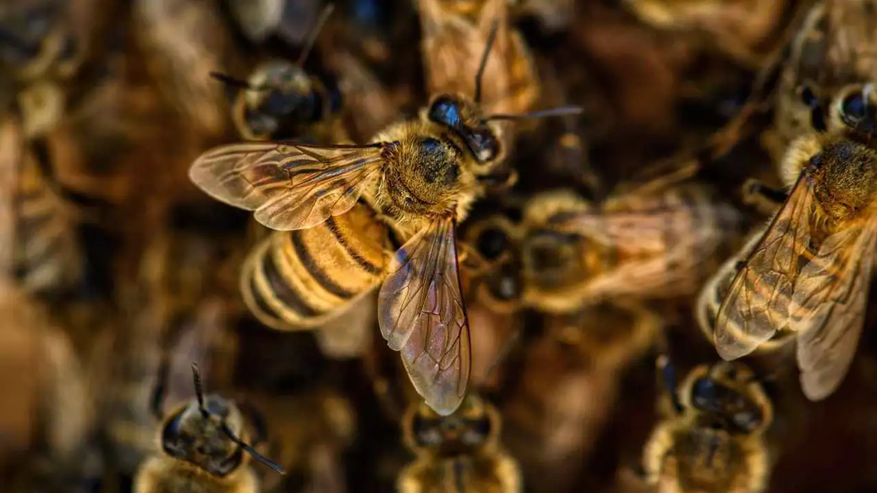 Rüyada arı görmek ne anlama gelir? Rüyada arı sürüsü görmenin anlamı?
