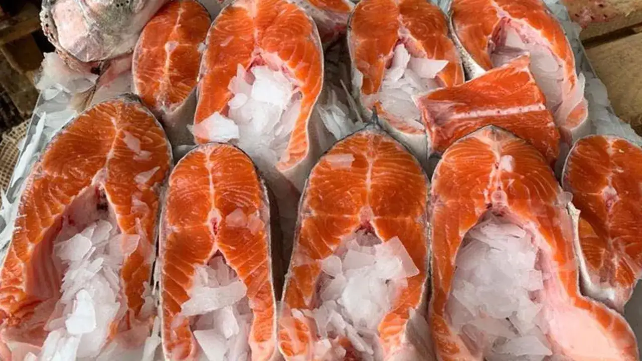 Karadeniz somonu dünyaya açıldı: İhracat hız kesmedi