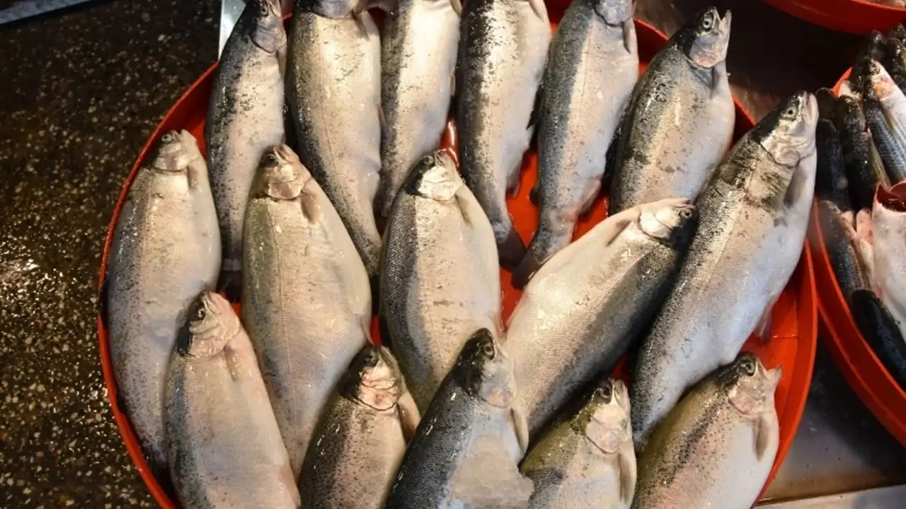 Türk somonu ihracatı 2025’te rekor kırdı: 520 milyon doları aştı