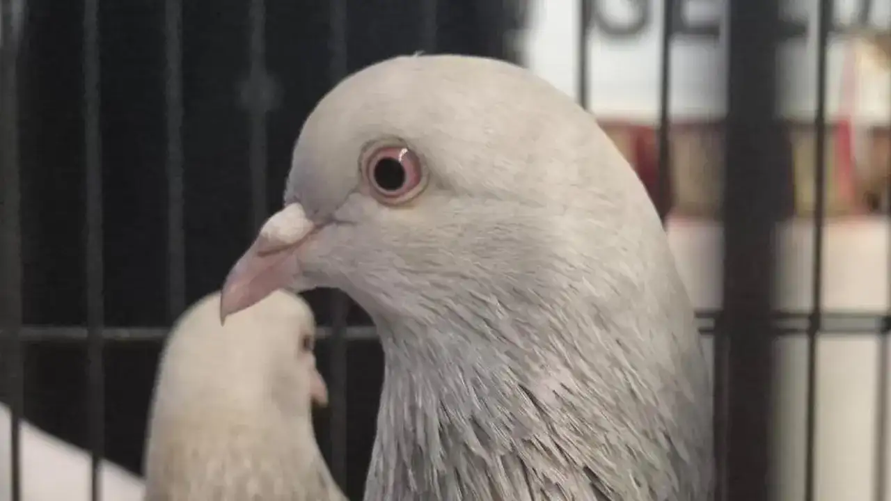 Samsun’da güvercin yetiştiricilerinden kupa töreni ve bağış kampanyası