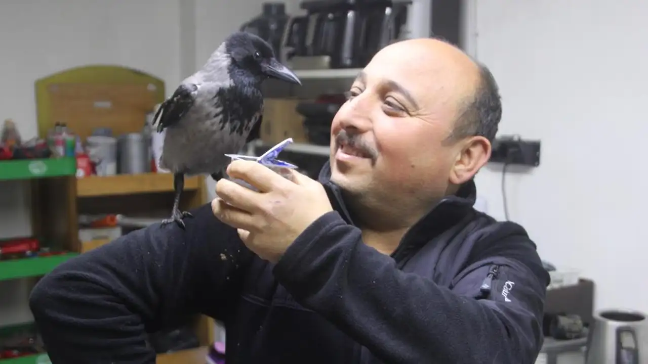 Ordu’da yaralı kargayla kurulan dostluk görenleri gülümsetiyor