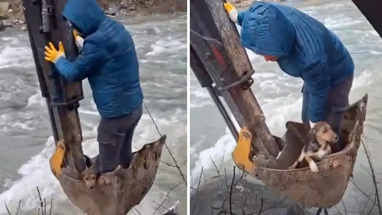 Giresun'da mahsur kalan yavru köpek kepçeyle kurtarıldı
