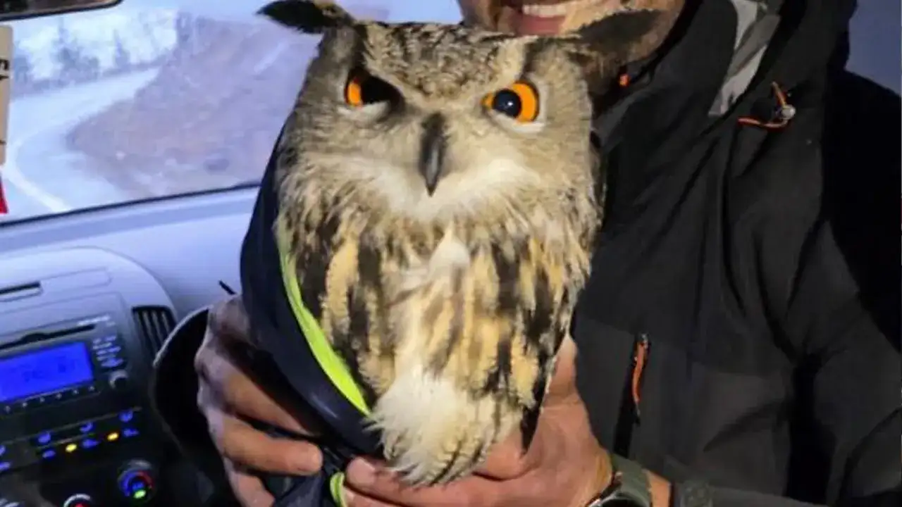 Artvin Ardanuç’ta tellere takılan baykuş kurtarıldı