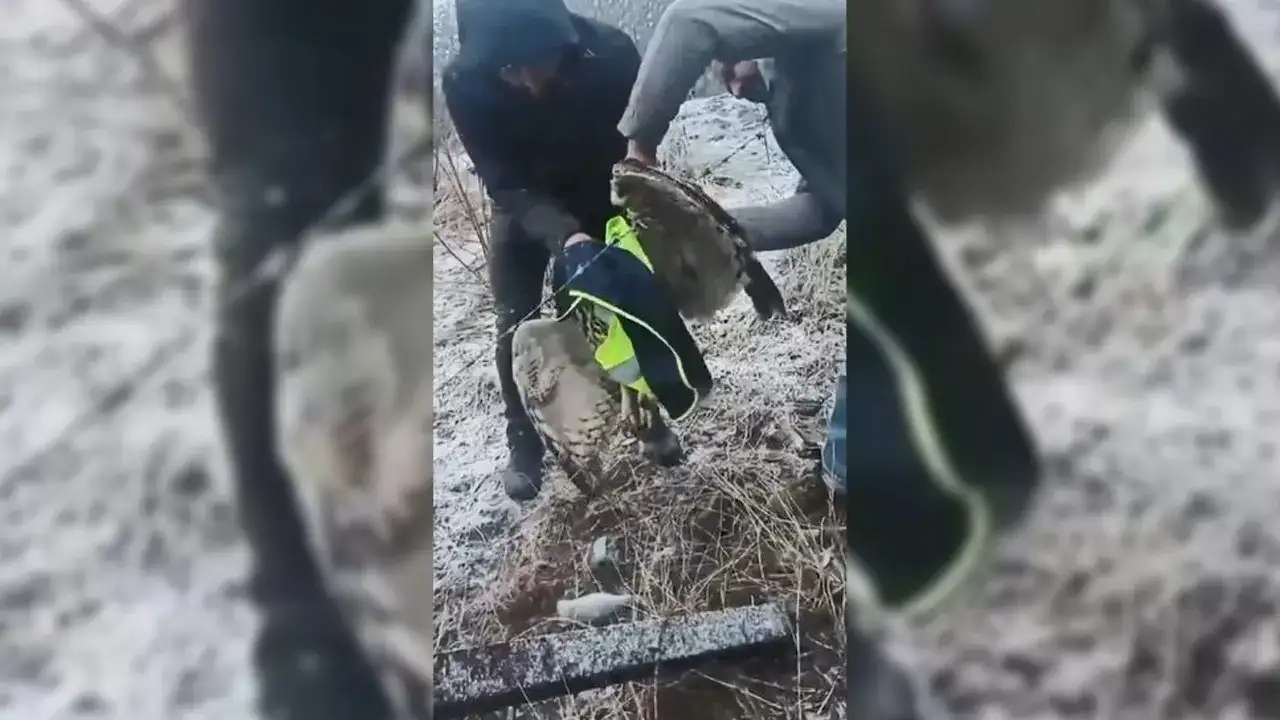 Artvin'de tellere takılan baykuş ekiplerce kurtarıldı
