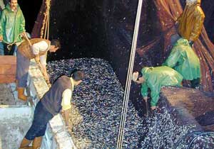 Hamsi de balıkçıları güldürmedi