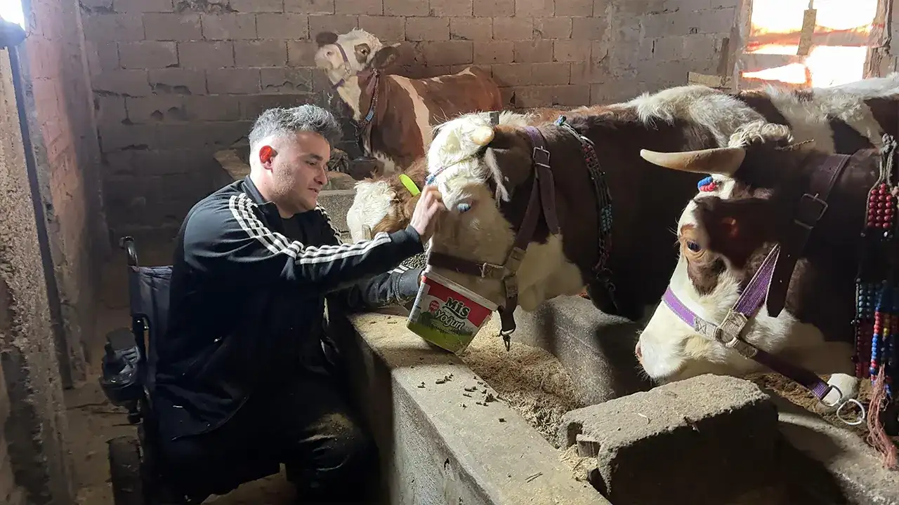 Tekerlekli sandalyeden mandıraya: Osman Altun köyünde üretime tutundu