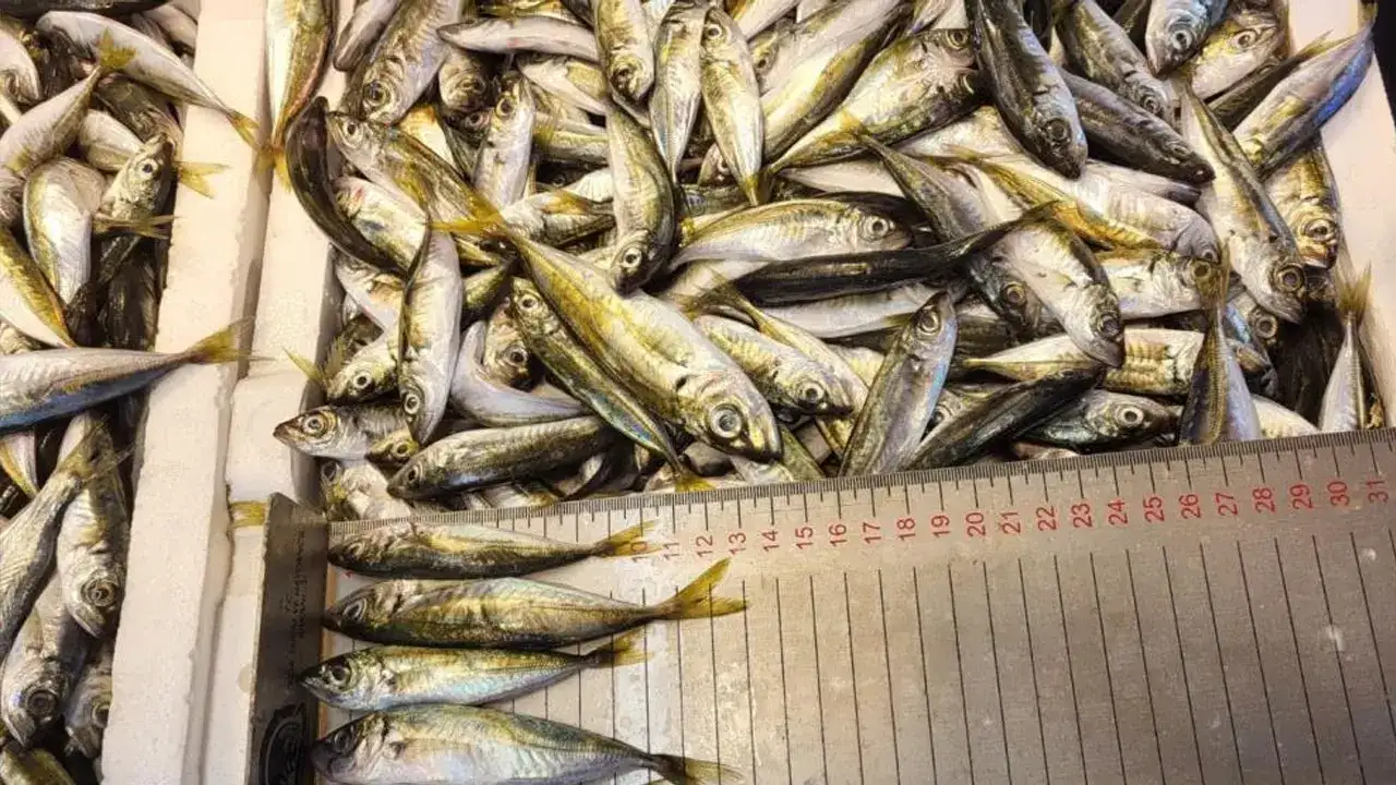 Trabzon’da yasa dışı avcılığa 2025’te 3,2 milyon lira ceza