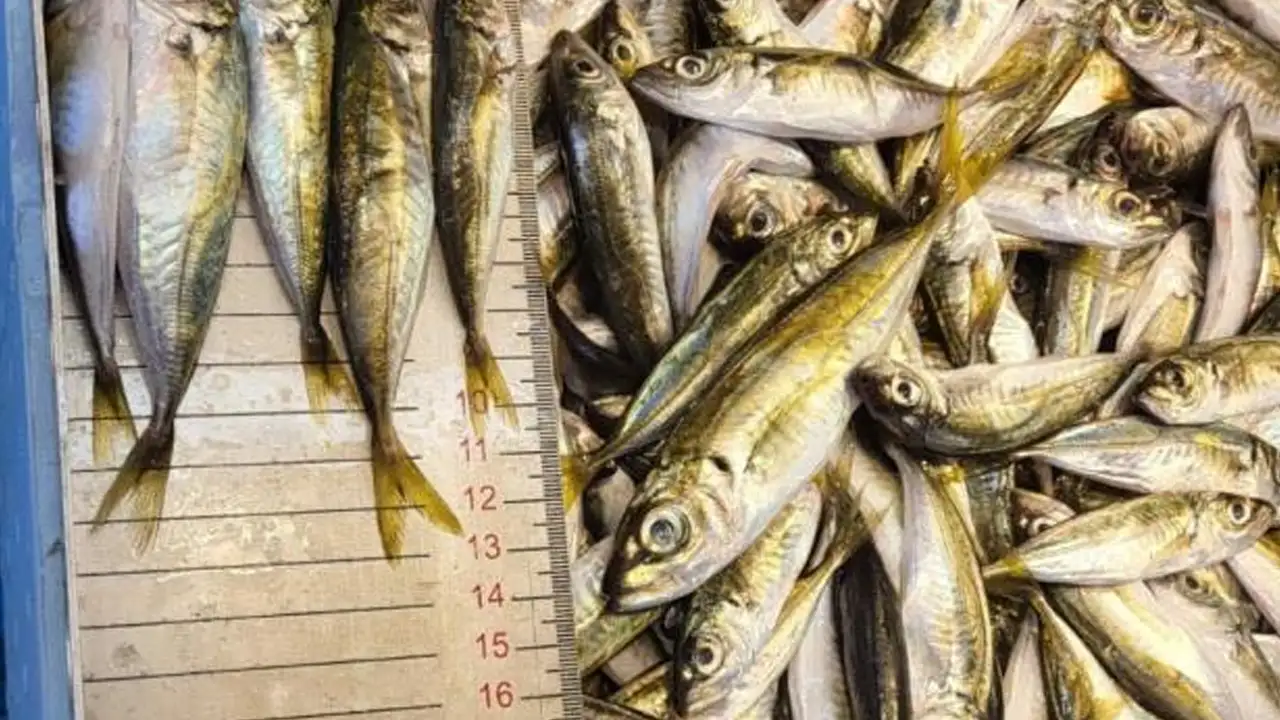 Trabzon’da yasa dışı avcılığa 3,2 milyon TL ceza: 43 kişiye işlem