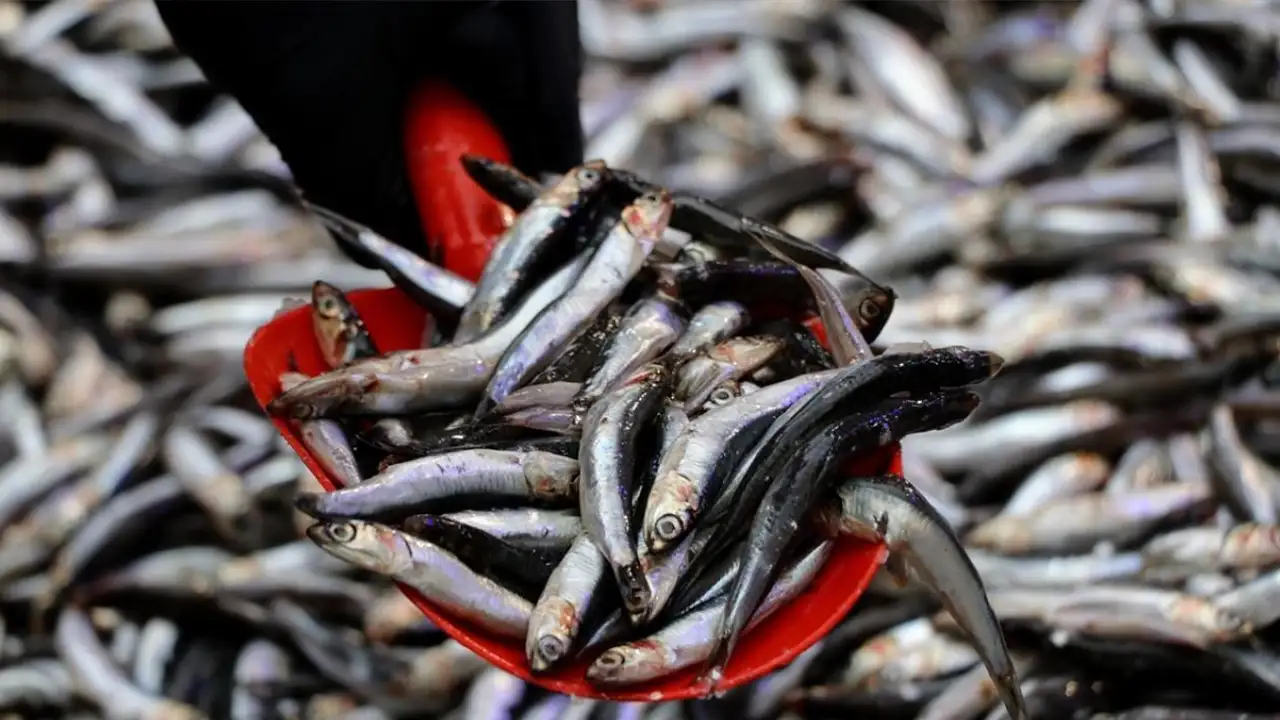 Hamsi Avrupa’yı sardı: Milyon dolarlık artış