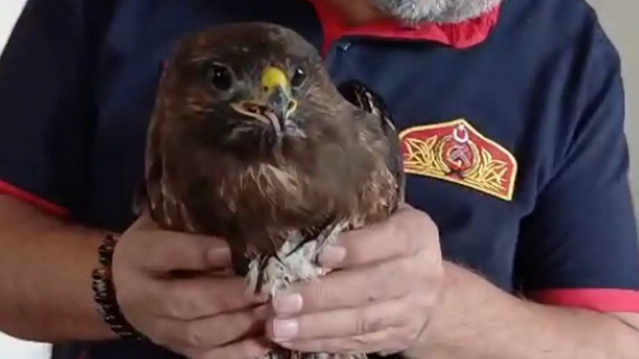 Giresun'da yaralı şahin itfaiyenin dikkatiyle hayata tutundu