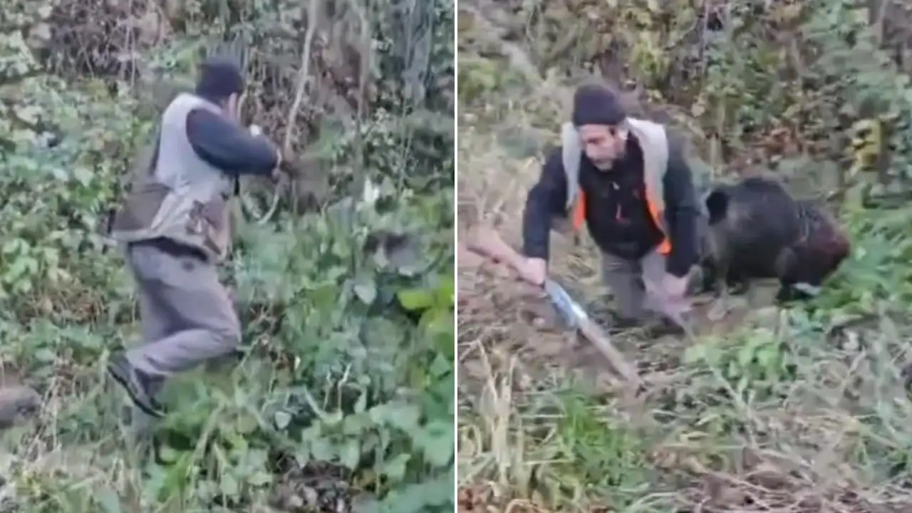 Trabzon’da yaralı domuz avcılara saldırdı: Olay anı kamerada