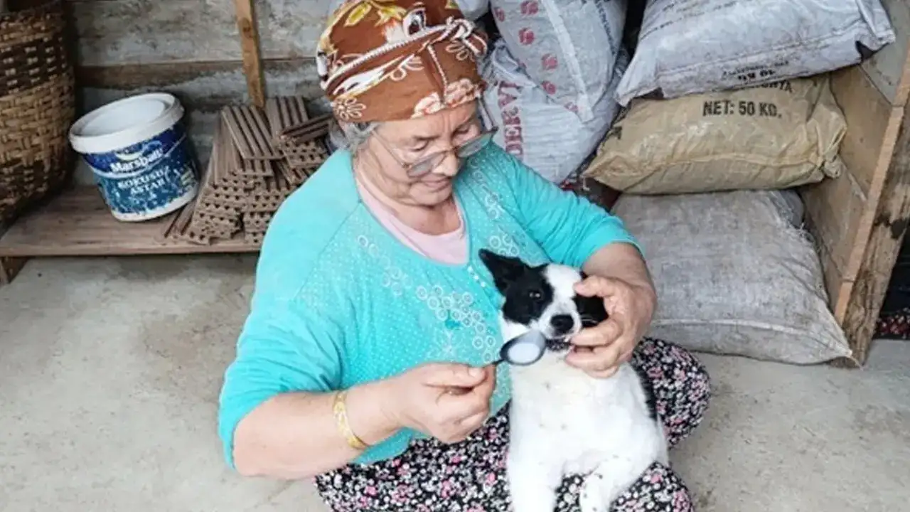 Trabzon’da yürekleri ısıtan olay: Yaralı yavru köpeği kaşıkla besleyerek kurtardı
