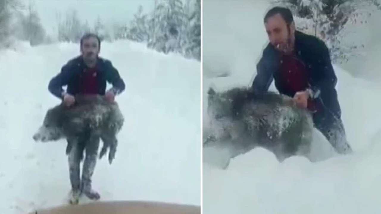 Domuz yavrusunu eliyle yakalayan sürücüye para cezası kesildi