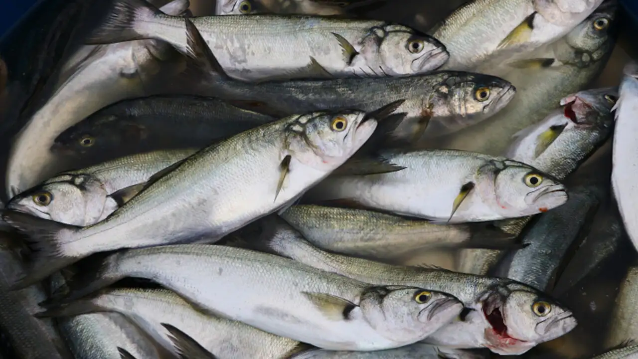 Karadeniz’de lüfer çıkmazı: Balık var, tezgâha gelmiyor