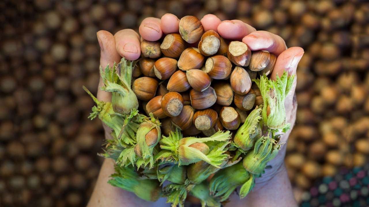 Türk fındığı dünyayı fethetti: 122 ülkeye 2,2 milyar dolarlık ihracat