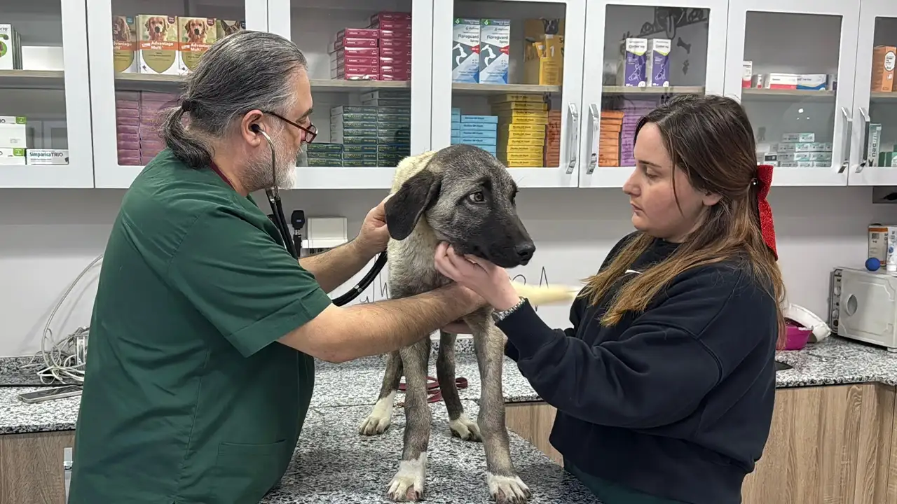 Sokak köpeklerine tüfekli saldırı: 10 günde 3 köpek vuruldu