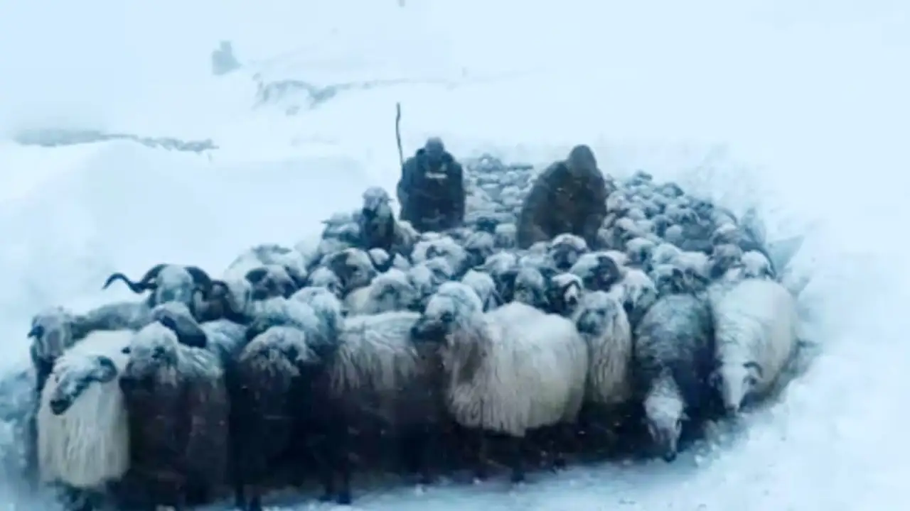 Artvin’de çığ felaketi sonrası acı bekleyiş sürüyor: Bülent Gezer'den 20 gündür haber yok