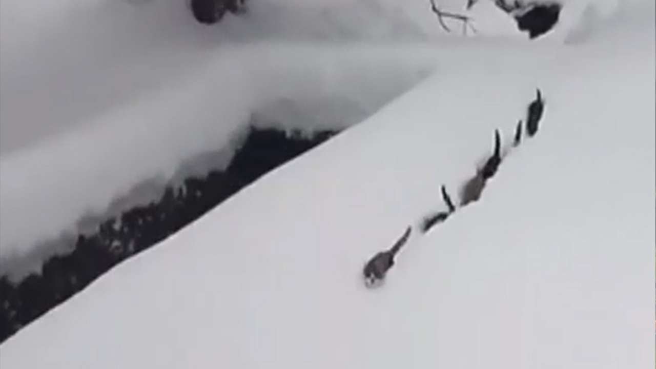 İmam seslendi kediler sıraya girdi: O görüntüler sosyal medyada viral oldu