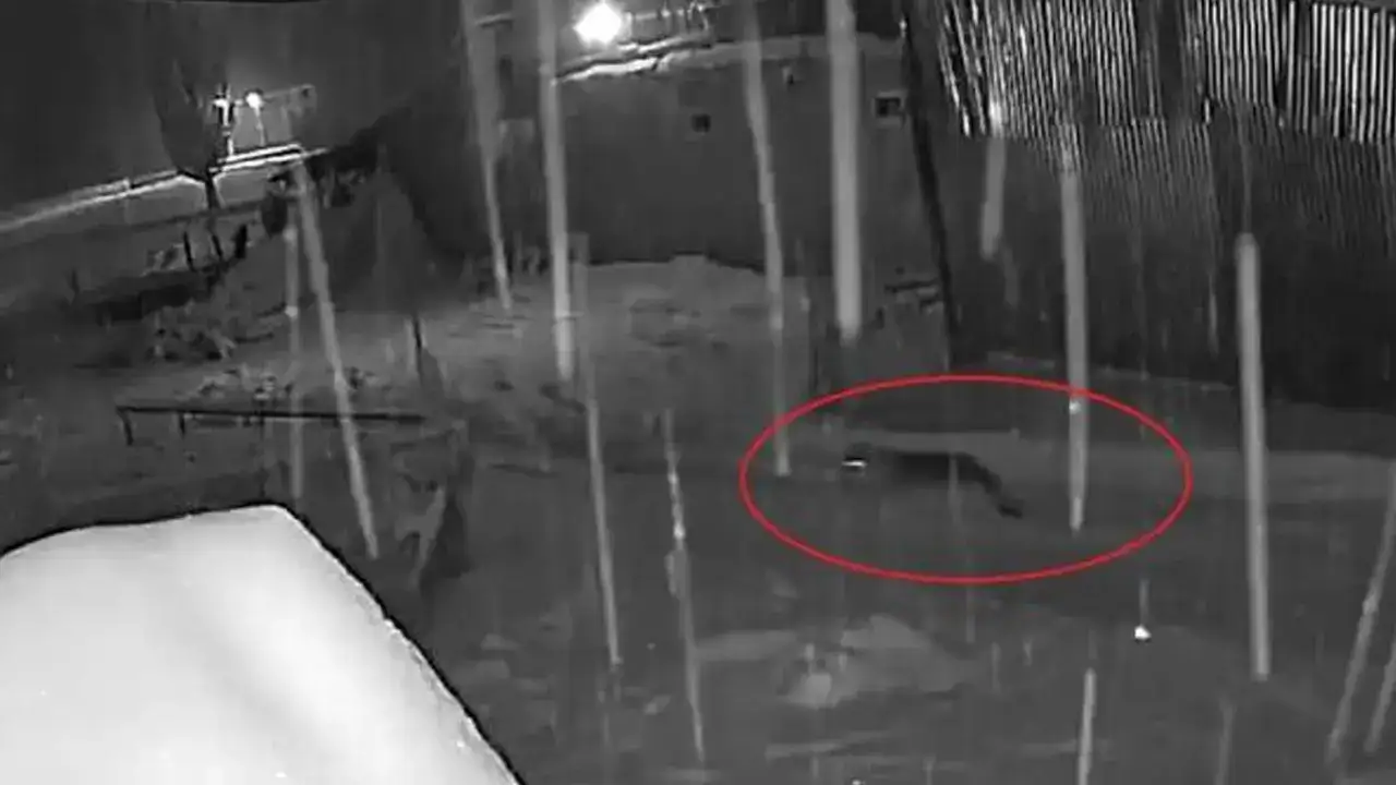 Bayburt’ta 10 kurt köy merkezine indi, köpeği kovaladı