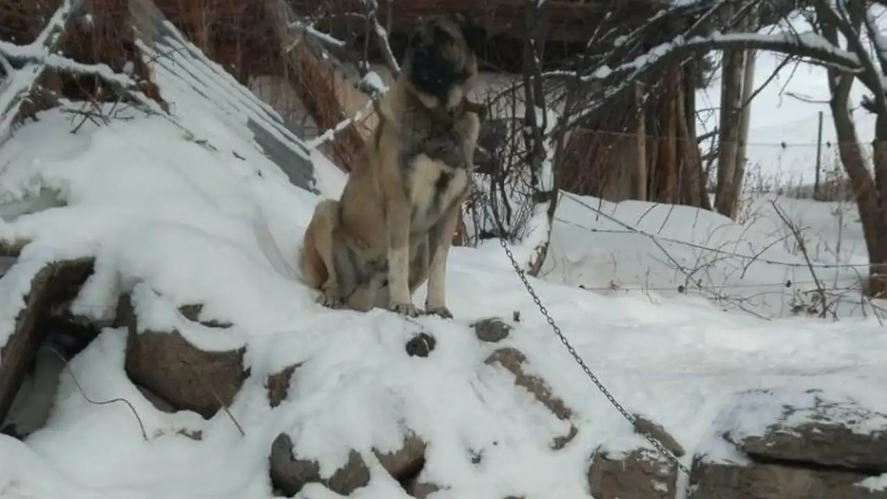 Artvin’de cesur bekçi köpeği 6 kurda meydan okudu