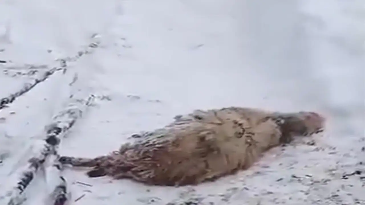 Ordu’da kar ağırlığı faciaya yol açtı: 7 koyun telef oldu