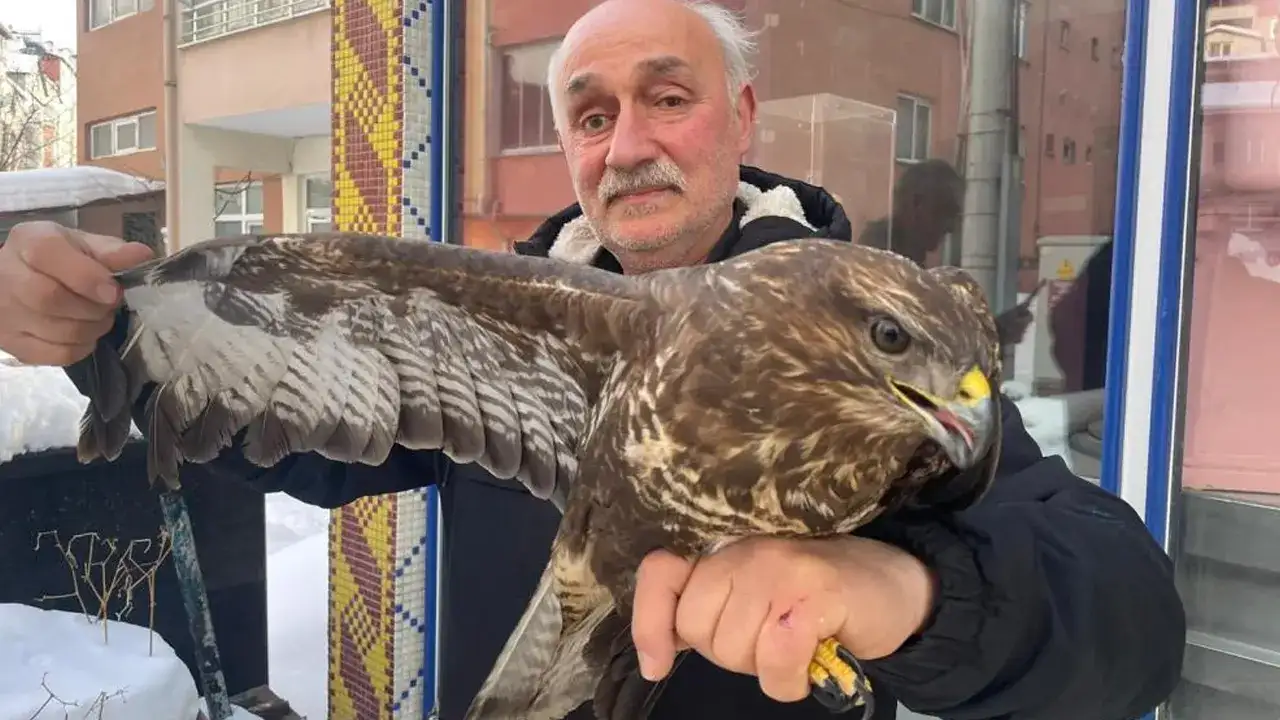 Ordu’da yaralı bulunan boz şahin tedavi edildi